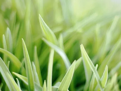 Vipassana To Calm Your Mind