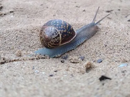 Vipassana With Loving Kindness Practice