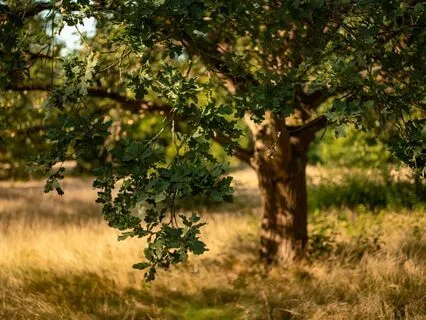 Virgo Archetype: Woman Of Light