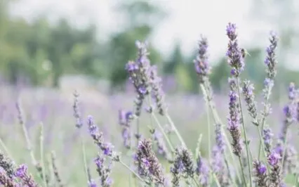 Virgo Full Moon Lavender Meditation