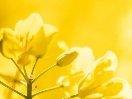 Virgo New Moon Yoga Nidra | Renewal | Eclipse