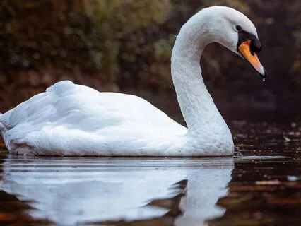 Visibility Reset Audio Experience