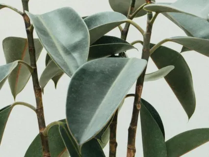 Vishama Vritti - Breathing Techniques