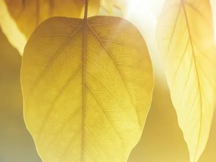 Vishudh chakra par Dhyan -1