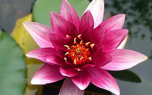 Vision Of A New Earth