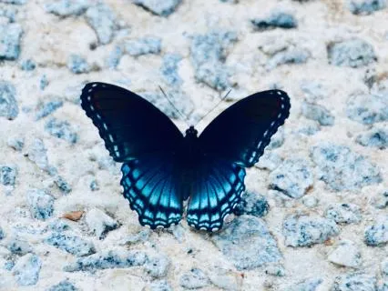 Visit From A Butterfly