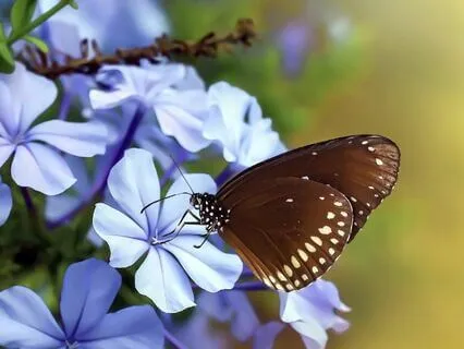 Visit To Butterfly Cottage: A Springtime Sleep Story