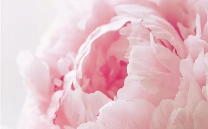 Visiting The Rose Garden Of Lady Nada