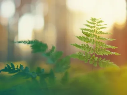 Vista Point (Instrumental And Binaural Only)