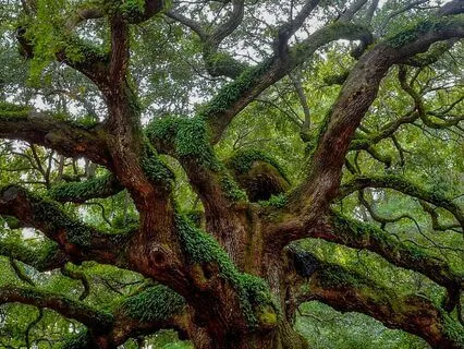 Visualisation Connecting With Mother Oak & Our Animal Guides