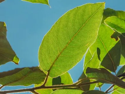 Visualization For Authentic Self-Expression