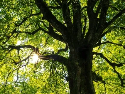 Visualisation To Feel Safe And Calm