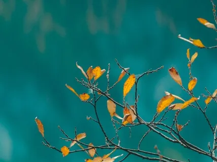 Visualization - Break Up With Your Diet Meditation Album