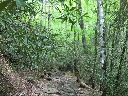 Visualization Exercise Walking In A Forest