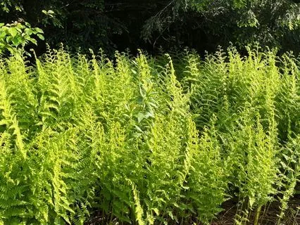 Visualization For Protection And Boundary Setting