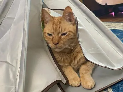 Visualization For Reducing Pain