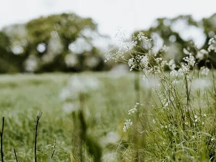Visualization Meadow & Waterwheel