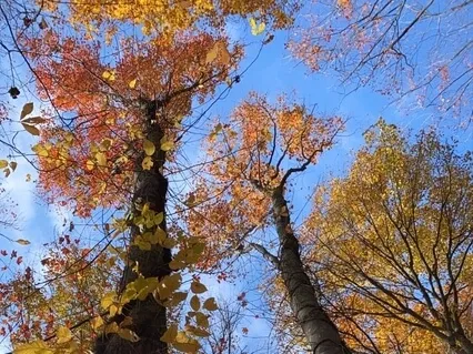 Visualization Meditation 