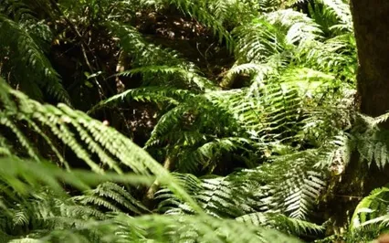 Visualization Meditation For Deep Sleep And Dreaming