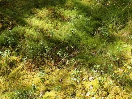 Visualization Meditation For Spring Renewal