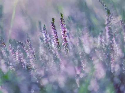 Visualization To Connect With Your Guides - Version 2