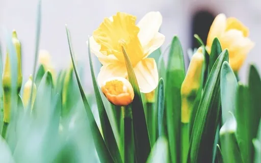 Visualization To Develop The Healthy Adult