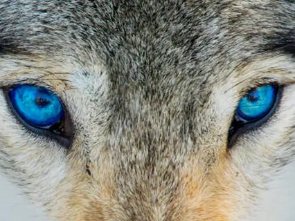 Visualization With Wolves For Full Self Acceptance