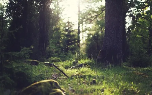 Visualization Yoga Nidra 