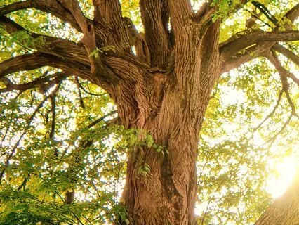 Visualize Meeting With Your Upper Right Wisdom Tooth