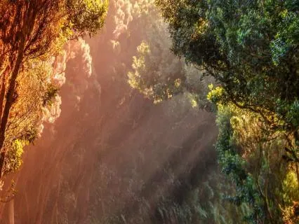 Visualize What You Wish To Create Chakra Toning Sharon Carne