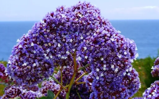 Visualize Your Intentions Manifested