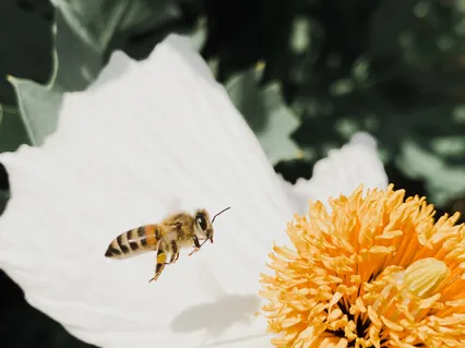 Visualize Your Perfect Day