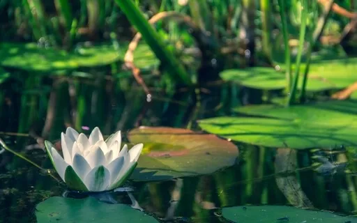 Visualizing A Life-Enhancing-Life Biosphere