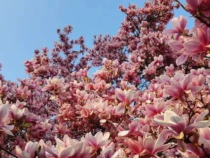 Visualizing A Walk In The Orchard