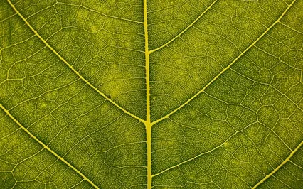 Visualizing Nature Connectedness