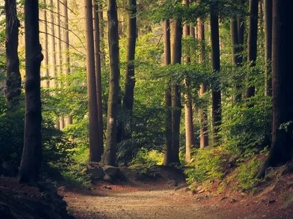 Visualizing Nature With Crystal Bowl Healing