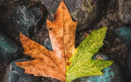 Visualizing Our Own Death