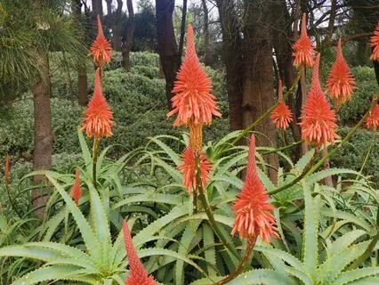 Vitality Sequence - Guided Didjeridu Effortless Meditation