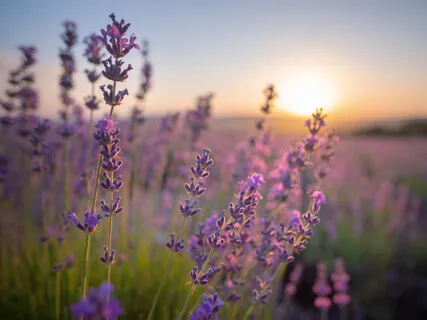 Vitalizing Our Immune System In Response To Coronavirus (With Intro)