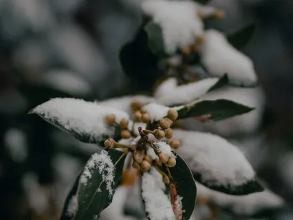 Внимательность к Дыханию