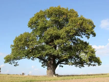 Внутренний ребенок (Дерево)