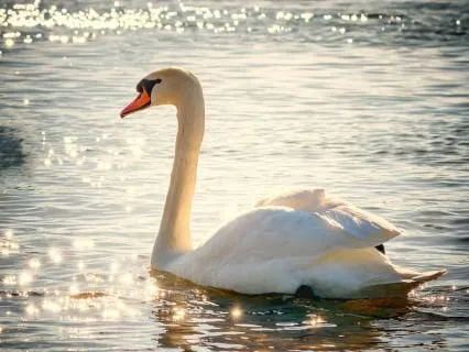 Vocal Toning For Inner Stillness