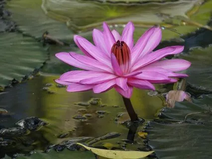 Voice Activation Meditation