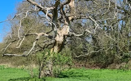 Voice Of The Mountains