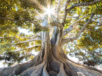 Voice Of Your Ancestors