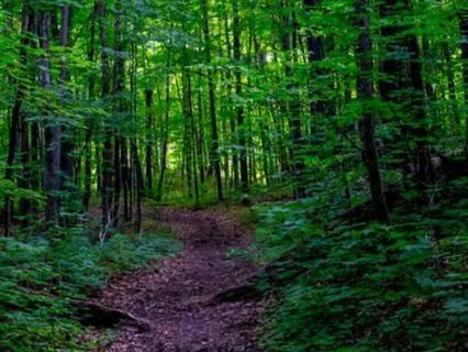 Voice Within The Trees