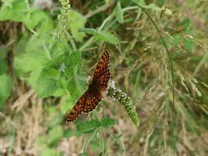 Flying Butterflies | Relaxing Piano Music