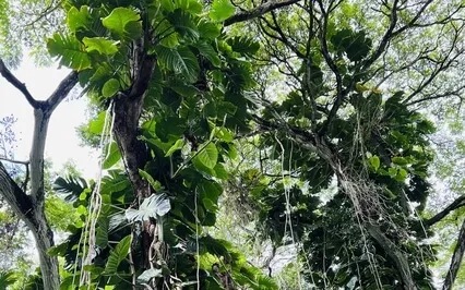 Volcanic Forest - Nature For Sleep / Meditation / Anxiety