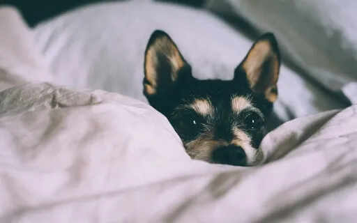 Волшебное Существо. Устранение Чувства Тревоги