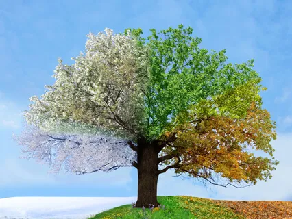 Времена года